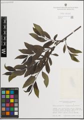 Foto von Salix myrsinifolia Salisb.